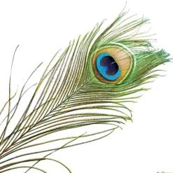 Plumas malabares (12 unidades)| Malabares