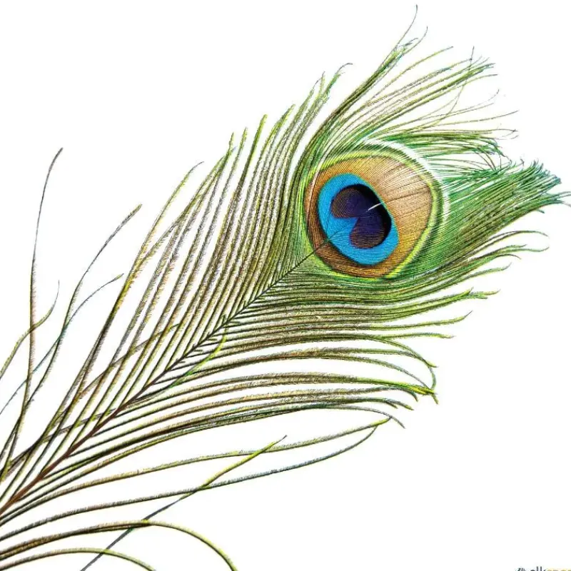 Plumas malabares (12 unidades)| Malabares